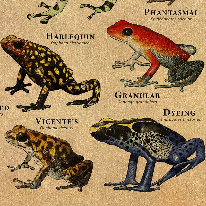 Vintage Frog Poster | Aesthetic Room Decor