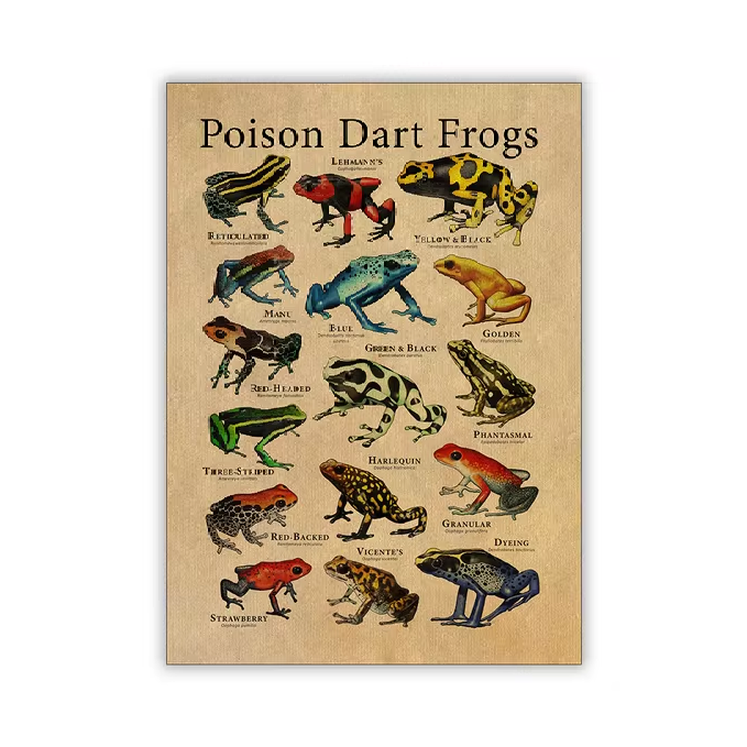 Vintage Frog Poster | Aesthetic Room Decor