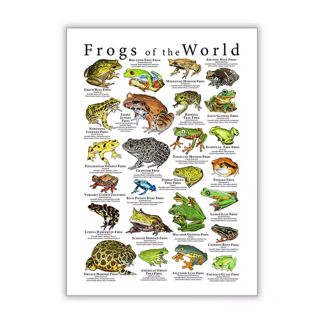 Vintage Frog Poster | Aesthetic Room Decor