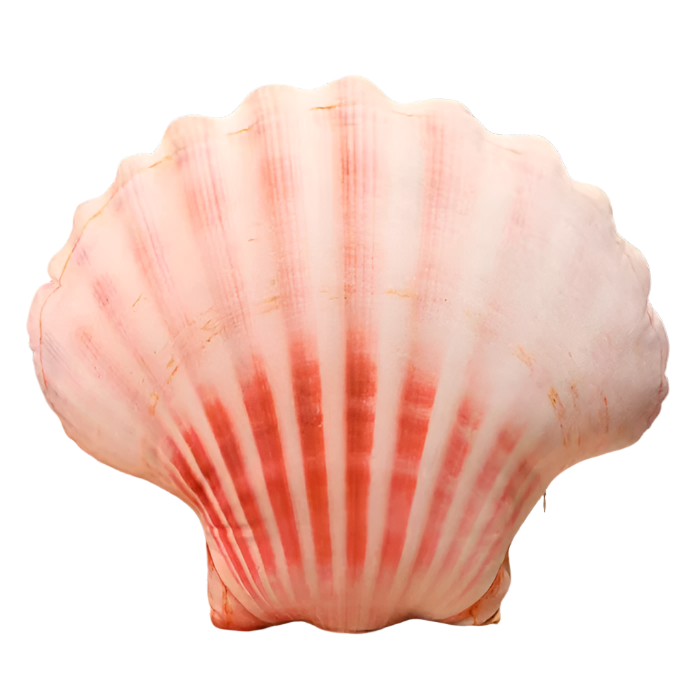 Sea Shell Plushy | Aesthetic Room Decor